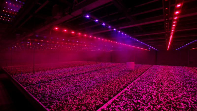 Illustration for article titled 14 High-Tech Farms Where Veggies Grow Indoors